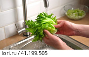 Washing fresh green salad leaves under the faucet in Stylish kitchen sink splashes scatter to the sides. Female hands Rinsing lettuce with Tap Water. Food safety. Preparation of vegan vegetable salad. Стоковое видео, видеограф Марина Демидюк / Фотобанк Лори