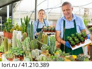 Woman and man holding a tray with cactuses in orangery. Стоковое фото, фотограф Яков Филимонов / Фотобанк Лори