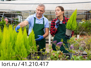 Two focused professional gardeners in uniform checking Cupressus Goldcrest Wilma plants in pots. Стоковое фото, фотограф Яков Филимонов / Фотобанк Лори
