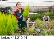 Positive female florist in uniform holding pot with Cupressus Goldcrest Wilma in greenhouse. Стоковое фото, фотограф Яков Филимонов / Фотобанк Лори