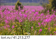 Chamaenerion angustifolium - Fireweed blooms profusely in the field. Стоковое фото, фотограф Володина Ольга / Фотобанк Лори