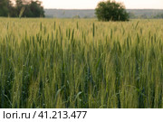 Two-rowed barley or Hordeum distichon growing in the field. Стоковое фото, фотограф VittoriaChe / Фотобанк Лори