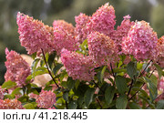 Hydrangea paniculata Vanille Fraise on a stem. Стоковое фото, фотограф Ольга Сейфутдинова / Фотобанк Лори