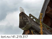 Белый голубь сидит под  куполом храма зимним пасмурным днем. Стоковое фото, фотограф Pukhov K / Фотобанк Лори
