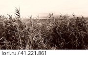 Common reed, or southern reed, Phragmites australis, a tall perennial grass of the genus Reed. Flora of the estuary. Moisture-loving plant. Retro vintage sepia grain film effect. Stormy weather. Стоковое фото, фотограф Юлия Петровская / Фотобанк Лори