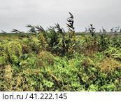 Common reed, or southern reed, Phragmites australis, a tall perennial grass of the genus Reed. Flora of the estuary. Moisture-loving plant. Soils with close standing groundwater. Stormy weather. Стоковое фото, фотограф Юлия Петровская / Фотобанк Лори