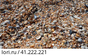Shells from gastropods of bivalve molluscs living in the Azov and Black seas, Golubitskaya. Beige, black, white seashells on the shore. Cerastoderma lamarcki, Hypanis colorata, Anadara inaequivalvis. Стоковое фото, фотограф Юлия Петровская / Фотобанк Лори