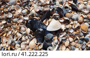 Shells from gastropods of bivalve molluscs. The Azov and Black seas, Golubitskaya. Seashells on the shore. Cerastoderma lamarcki, Hypanis colorata, Anadara inaequivalvis, Mytilus galloprovincialis. Стоковое фото, фотограф Юлия Петровская / Фотобанк Лори