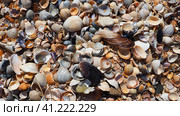 Shells from gastropods of bivalve molluscs. The Azov and Black seas, Golubitskaya. Seashells on the shore. Cerastoderma lamarcki, Hypanis colorata, Anadara inaequivalvis, Mytilus galloprovincialis. Стоковое фото, фотограф Юлия Петровская / Фотобанк Лори