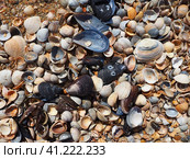 Shells from gastropods of bivalve molluscs. The Azov and Black seas, Golubitskaya. Seashells on the shore. Cerastoderma lamarcki, Hypanis colorata, Anadara inaequivalvis, Mytilus galloprovincialis. Стоковое фото, фотограф Юлия Петровская / Фотобанк Лори