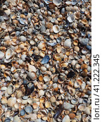 Shells from gastropods of bivalve molluscs. The Azov and Black seas, Golubitskaya. Seashells on the shore. Cerastoderma lamarcki, Hypanis colorata, Anadara inaequivalvis, Mytilus galloprovincialis. Стоковое фото, фотограф Юлия Петровская / Фотобанк Лори