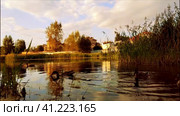 Ducks on lake in fall. Russia, Kazan, Voronovka village (2023 год). Стоковое видео, видеограф Вадим Хомяков / Фотобанк Лори