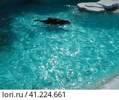 The real seals Phocidae are a family of carnivorous mammals from the pinnipeds suborder Canine. The seal swims in the water. Blue pool water. Стоковое фото, фотограф Юлия Петровская / Фотобанк Лори