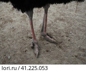 Belgrade, Serbia, April 25, 2021. Legs of an African ostrich. The largest of the modern birds. Struthio camelus is a ratite flightless bird of the Struthionidae ostrich family. Стоковое фото, фотограф Юлия Петровская / Фотобанк Лори
