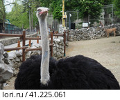 Belgrade, Serbia, April 25, 2021 African ostrich, Masai ostrich, stretched out its neck. The largest of the modern birds. Struthio camelus, a ratite flightless bird of the Struthionidae ostrich family. Стоковое фото, фотограф Юлия Петровская / Фотобанк Лори
