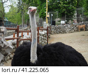 Belgrade, Serbia, April 25, 2021 African ostrich, Masai ostrich, stretched out its neck. The largest of the modern birds. Struthio camelus, a ratite flightless bird of the Struthionidae ostrich family. Стоковое фото, фотограф Юлия Петровская / Фотобанк Лори