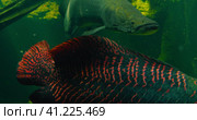 Arapaima gigas or pirarucu fish swimming in pond. It carnivore native to the basin of the Amazon Riv. Стоковое видео, видеограф Igor Tichonow / Фотобанк Лори