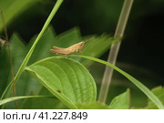 Нимфа кобылки конёк изменчивый (Chorthippus biguttulus) на травинке. Стоковое фото, фотограф Mixail59 / Фотобанк Лори