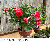 Adenium multiflora (Latin - Adenium Multiflorum) Стоковое фото, фотограф Irina Opachevsky / Фотобанк Лори