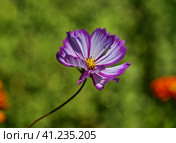 Изящный цветок космеи (лат. Cоsmos) крупным планом на размытом зеленом фоне. Graceful cosmos flower (lat. Cosmos) close-up on a blurred green background. Стоковое фото, фотограф Владимир Шарый / Фотобанк Лори