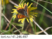 Бабочка червонец пятнистый (лат. Lycaena phlaeas) на желтом цветке крупным планом. Стоковое фото, фотограф Mixail59 / Фотобанк Лори