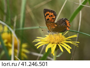 Бабочка червонец пятнистый (лат. Lycaena phlaeas) на желтом цветке. Стоковое фото, фотограф Mixail59 / Фотобанк Лори