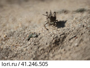 Кобылка голубокрылая (лат. Oedipoda caerulescens) на песке. Стоковое фото, фотограф Mixail59 / Фотобанк Лори