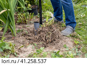 dahlia tubers just lifted for overwintering. Стоковое фото, фотограф Ольга Сейфутдинова / Фотобанк Лори