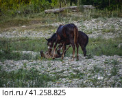 Horses walk in line with a shrinking river. The life of horses. Стоковое фото, фотограф Леонид Еремейчук / Фотобанк Лори