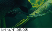 Torpedo is among the largest freshwater fish. Body is mainly gray-green and red flecks tail. Arapaim. Стоковое видео, видеограф Igor Tichonow / Фотобанк Лори