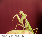 Mantis on a red background. Mating mantises. Mantis insect predator. Стоковое фото, фотограф Леонид Еремейчук / Фотобанк Лори