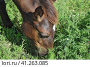 The grazed horse. Стоковое фото, фотограф Леонид Еремейчук / Фотобанк Лори