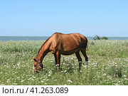 The grazed horse. Стоковое фото, фотограф Леонид Еремейчук / Фотобанк Лори