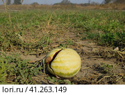 Chopped old rotten watermelon. An abandoned field of watermelons and melons. Rotten watermelons. Remains of the harvest of melons. Rotting vegetables on the field. Стоковое фото, фотограф Леонид Еремейчук / Фотобанк Лори