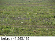 An abandoned field of watermelons and melons. Rotten watermelons. Remains of the harvest of melons. Rotting vegetables on the field. Стоковое фото, фотограф Леонид Еремейчук / Фотобанк Лори