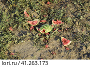 Heaps of rotting watermelons. Peel of melon. An abandoned field of watermelons and melons. Rotten watermelons. Remains of the harvest of melons. Rotting vegetables on the field. Стоковое фото, фотограф Леонид Еремейчук / Фотобанк Лори
