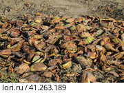 Heaps of rotting watermelons. Peel of melon. An abandoned field of watermelons and melons. Rotten watermelons. Remains of the harvest of melons. Rotting vegetables on the field. Стоковое фото, фотограф Леонид Еремейчук / Фотобанк Лори