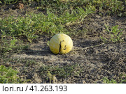 Chopped old rotten watermelon. An abandoned field of watermelons and melons. Rotten watermelons. Remains of the harvest of melons. Rotting vegetables on the field. Стоковое фото, фотограф Леонид Еремейчук / Фотобанк Лори