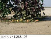 Broken old rotten watermelons under a bush of Ricinus. Стоковое фото, фотограф Леонид Еремейчук / Фотобанк Лори
