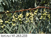 Elaeagnus commutata. Loch silver. Branch with unripe berries. Стоковое фото, фотограф Леонид Еремейчук / Фотобанк Лори