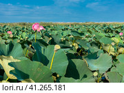 Lotus in the Akhtanizovsky estuary, Sea of Azov. Стоковое фото, фотограф Анна Кривицкая / Фотобанк Лори