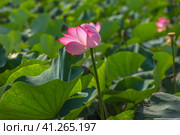 Lotus in the Akhtanizovsky estuary, Sea of Azov. Стоковое фото, фотограф Анна Кривицкая / Фотобанк Лори