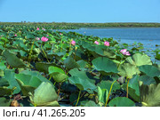 Lotus in the Akhtanizovsky estuary, Sea of Azov. Стоковое фото, фотограф Анна Кривицкая / Фотобанк Лори