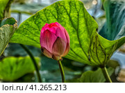 Lotus in the Akhtanizovsky estuary, Sea of Azov. Стоковое фото, фотограф Анна Кривицкая / Фотобанк Лори