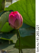 Lotus in the Akhtanizovsky estuary, Sea of Azov. Стоковое фото, фотограф Анна Кривицкая / Фотобанк Лори
