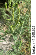 Annual ragweed, Common ragweed, Bitter-weed, Hog-weed, Roman wormwood (Ambrosia artemisiifolia), blooming, Стоковое фото, фотограф Анна Кривицкая / Фотобанк Лори