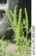Annual ragweed, Common ragweed, Bitter-weed, Hog-weed, Roman wormwood (Ambrosia artemisiifolia), blooming, Стоковое фото, фотограф Анна Кривицкая / Фотобанк Лори