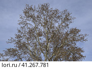 Blooming silver poplar. Silver poplar tree in spring. Poplar. Стоковое фото, фотограф Леонид Еремейчук / Фотобанк Лори