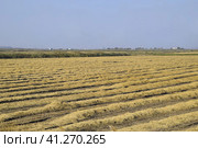 Harvesting rice in the fields. Beveled rice in field. Стоковое фото, фотограф Леонид Еремейчук / Фотобанк Лори