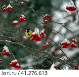 A frozen tit sits on a branch next to rowan berries. Snow lies like a cap on rowan bunches. Snowing. Winter forest background with tit and rowan. Стоковое фото, фотограф Бузмакова Светлана / Фотобанк Лори